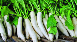 মুলার ঔষধি গুন