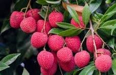 লিচুর পুষ্টিগুণ ও স্বাস্থ্য উপকারিতা – গ্রীষ্মের রসালো ফলের সম্পূর্ণ বিশ্লেষণ