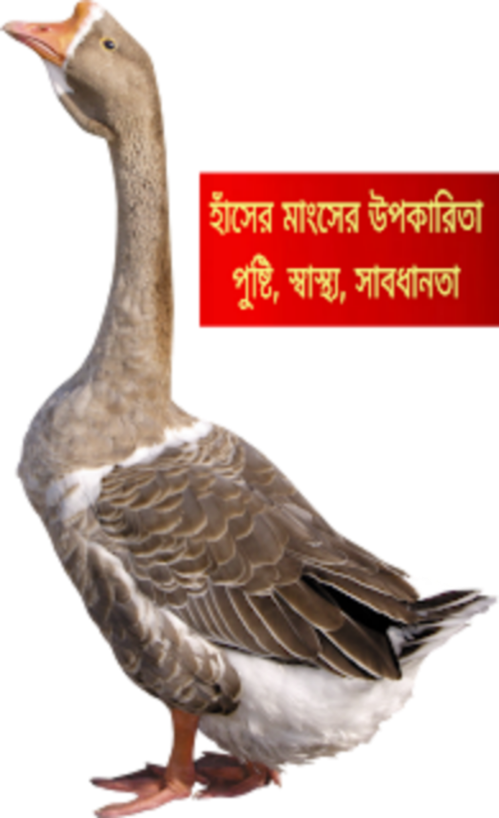 হাঁসের মাংসের উপকারিতা: পুষ্টি, স্বাস্থ্য ও সাবধানতা