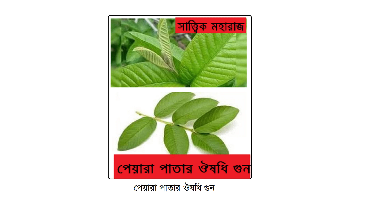 পেয়ারা পাতার ঔষধি গুন