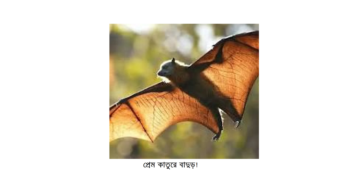 রম্য ছড়া – প্রেম কাতুরে বাদুড়