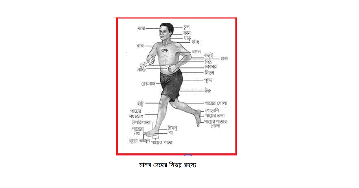 মানব দেহের নিগুঢ় রহস্য