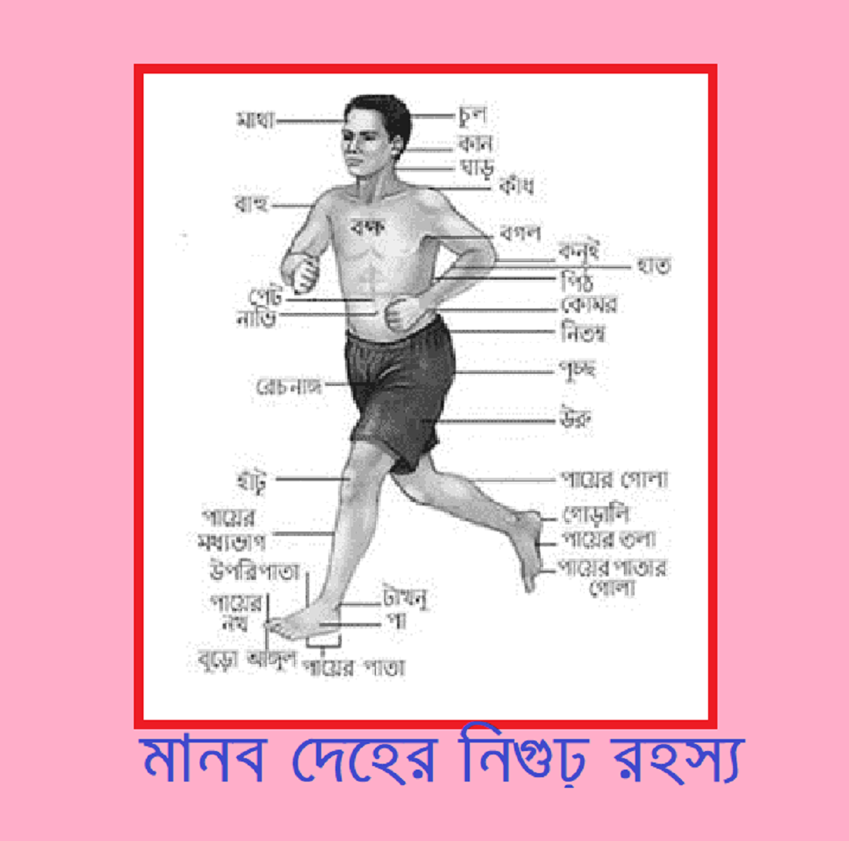 মানব দেহের নিগুঢ় রহস্য