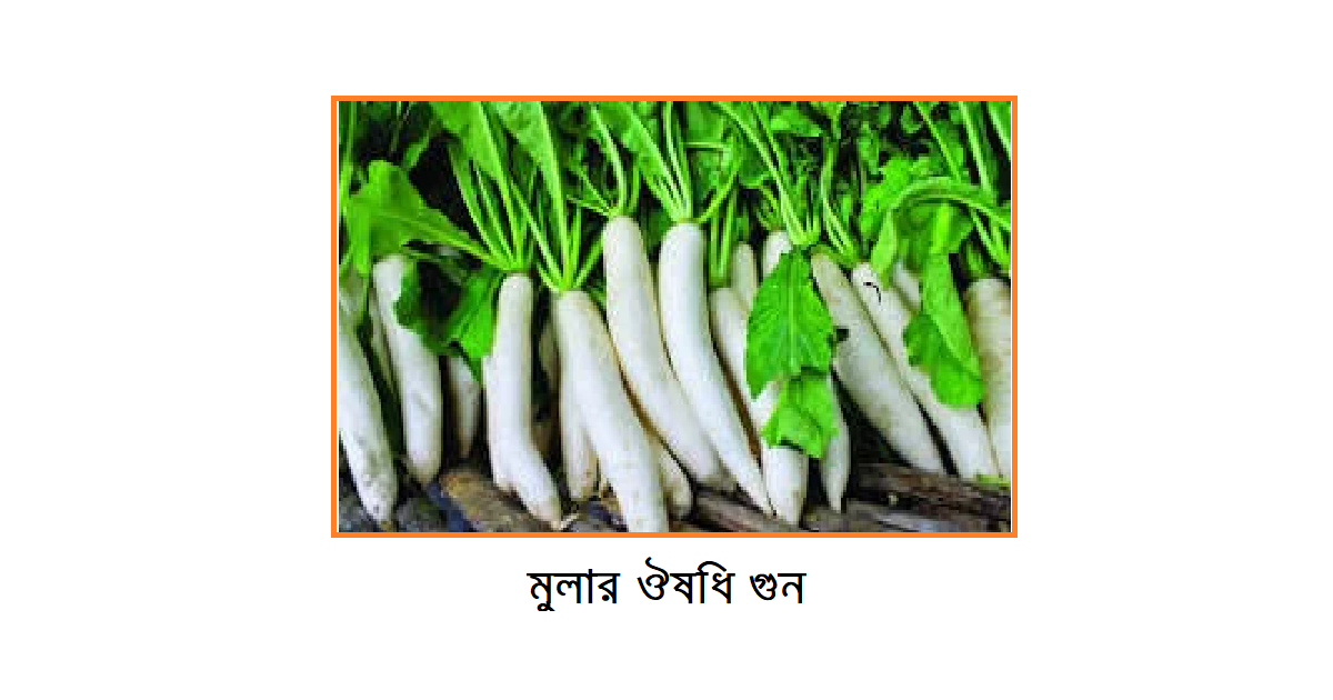 মুলার ঔষধি গুন