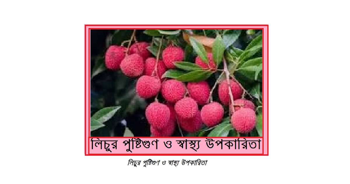 লিচুর পুষ্টিগুণ ও স্বাস্থ্য উপকারিতা – গ্রীষ্মের রসালো ফলের সম্পূর্ণ বিশ্লেষণ